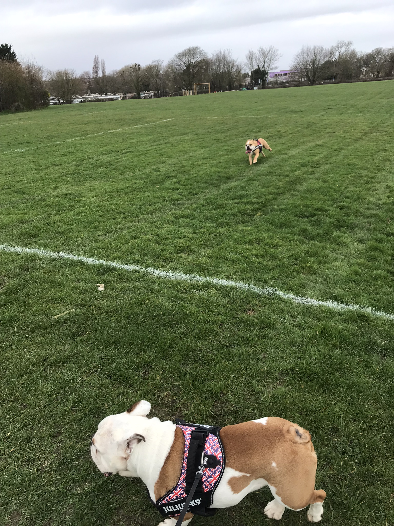 Franklin and Winston, two English bulldogs