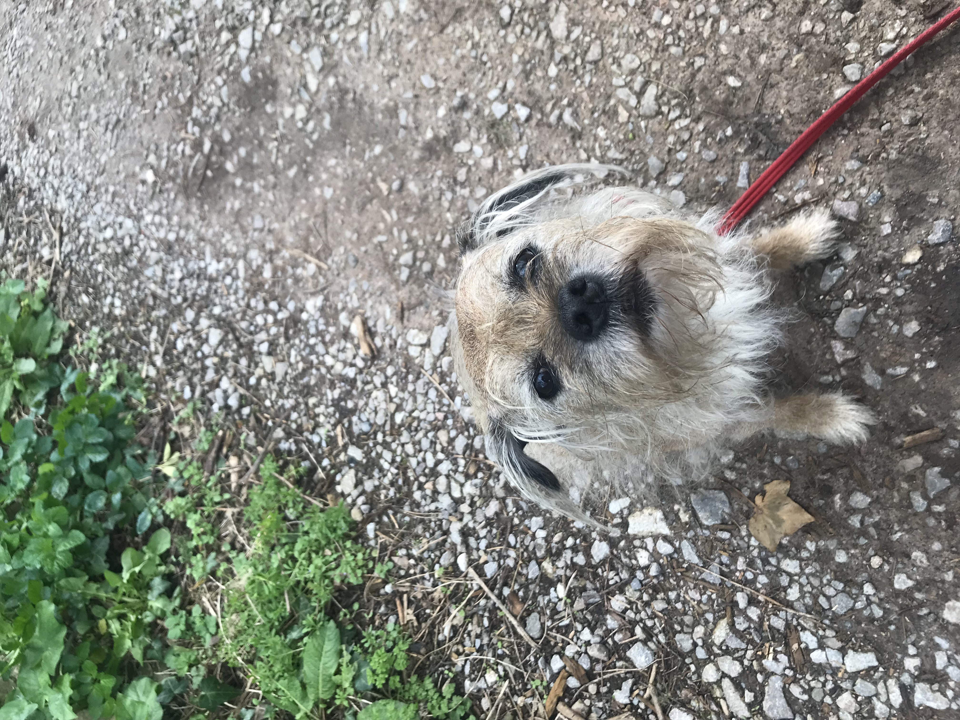 Poppy the border terrier