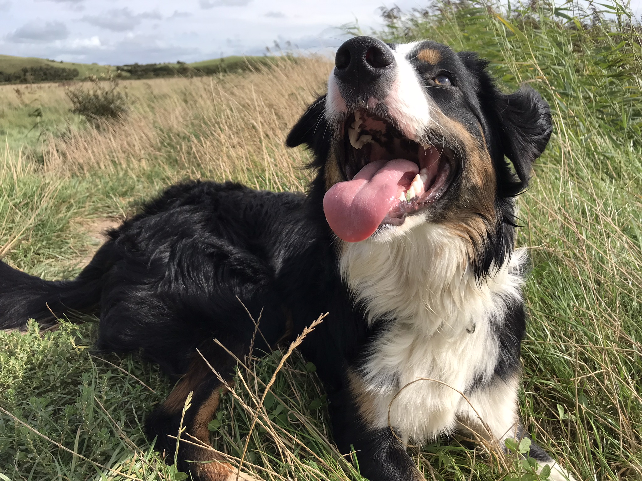 Seren the collie