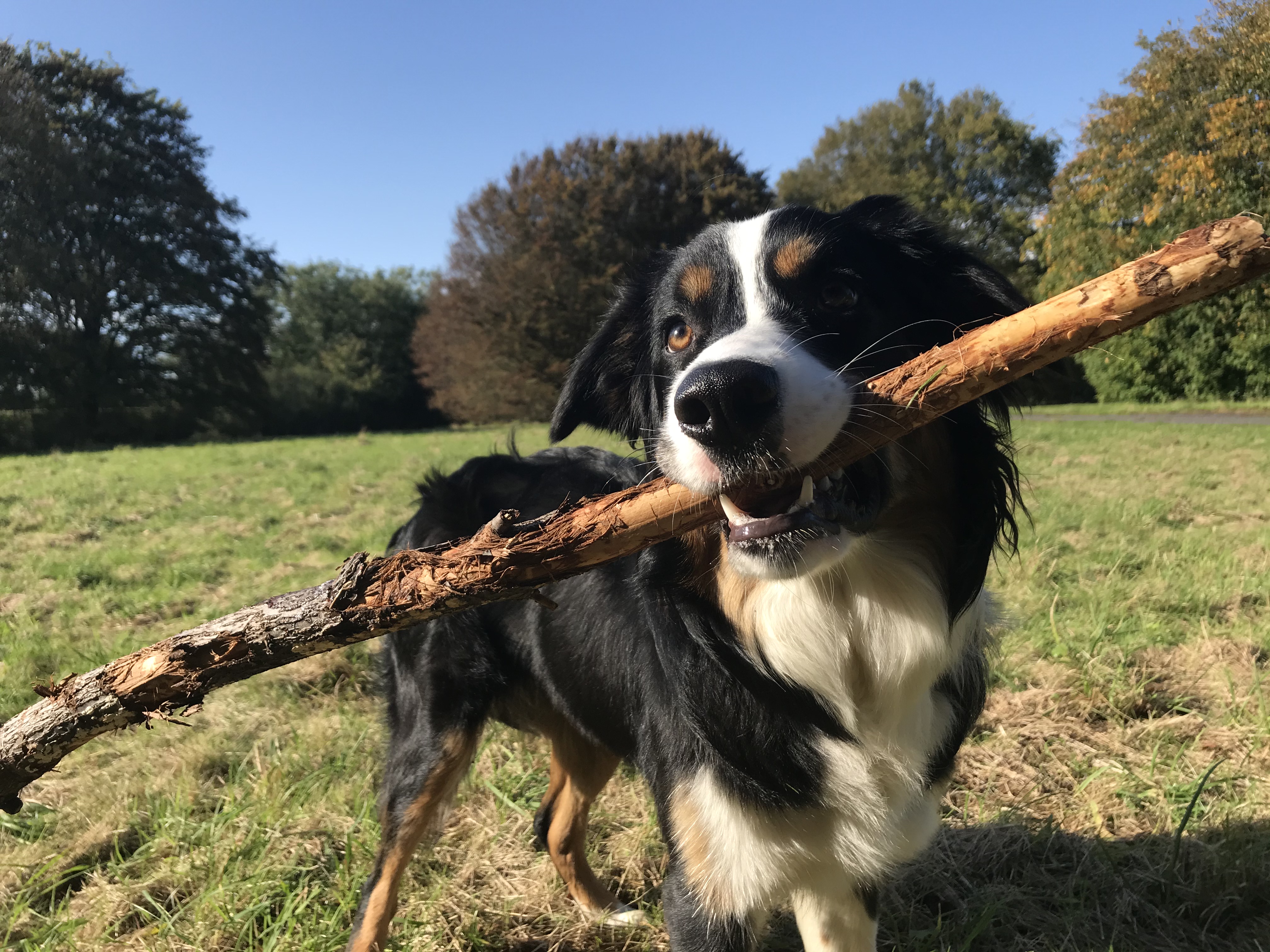Seren with a stick