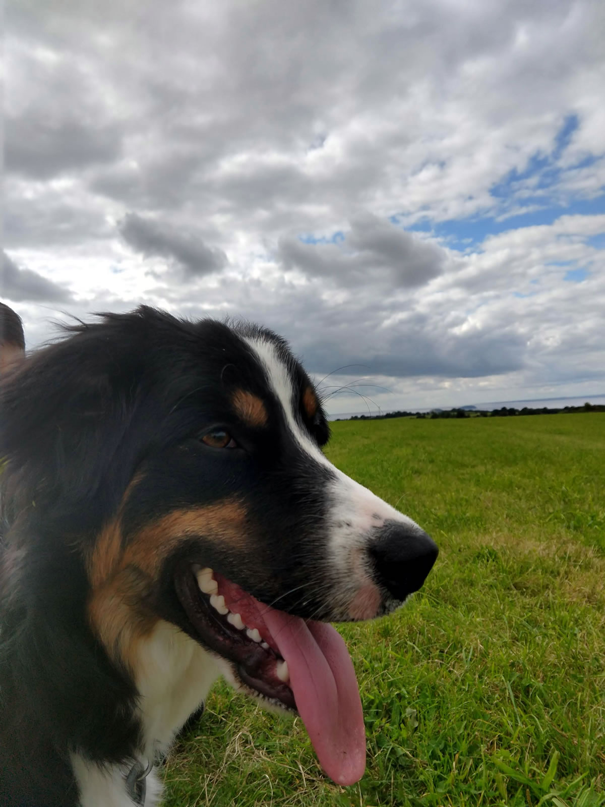 Seren the collie looking serene
