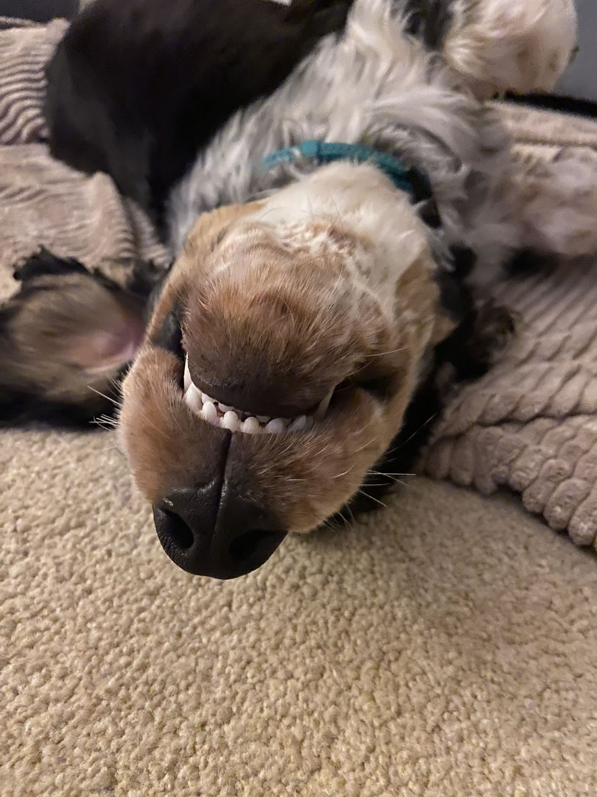 Wellie upsidedown with a smile