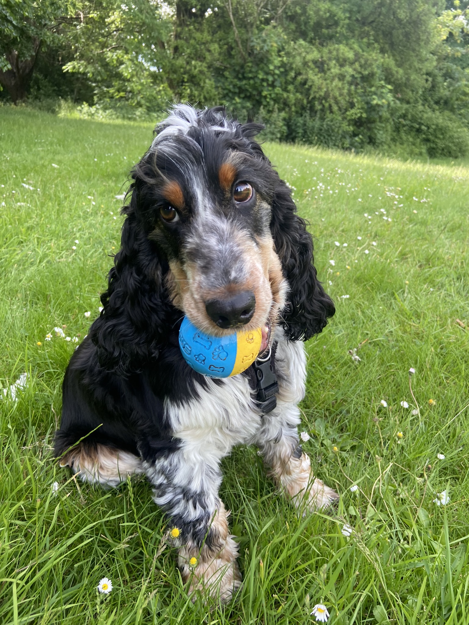 Wellie with ball
